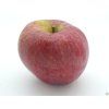 Jabloň 'Bláhova Reneta'  Malus domestica 'Bláhova Reneta'