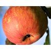 Jabloň 'Muškátová Reneta'  Malus domestica 'Muškátová Reneta'