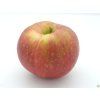 Jabloň 'Táborita'  Malus domestica 'Táborita'