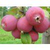 Jabloň planá 'Kuku'  Malus sylvestris 'Kuku'