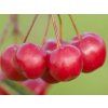 Jabloň planá 'Kuku'  Malus sylvestris 'Kuku'