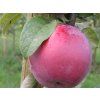 Jabloň 'Roberts'  Malus domestica 'Roberts'