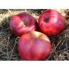 Jabloň 'Grávštýnské červené'  Malus domestica 'Grávštýnské červené'