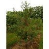 Višeň 'Tamaris'  Prunus cerasus 'Tamaris'