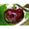 Višeň 'Schokolade'  Prunus cerasus 'Schokolade'