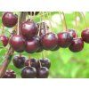 Višeň 'Zagarvysne'  Prunus cerasus 'Zagarvysne'