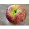 Jabloň 'Krasava'  Malus domestica 'Krasava'