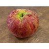 Jabloň 'Krasava'  Malus domestica 'Krasava'