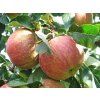 Jabloň 'Krasava'  Malus domestica 'Krasava'