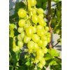 R�va vinn� �Arkadia� (Balen� kontejner C2)