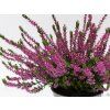 Calluna vulgaris Lianne (1)
