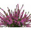 Calluna vulgaris Lianne (2)