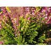 Calluna vulgaris Anna Sophie (1)