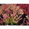 Calluna vulgaris Anna Sophie (2)