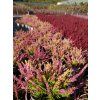 Calluna vulgaris Anna Sophie (3)