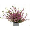 Calluna vulgaris Libra (1)