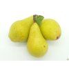 Hrušeň 'Armida'  Pyrus communis 'Armida'