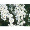 Tavolník popelavý 'Grefsheim'  Spiraea x cenerea 'Grefsheim'