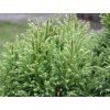 Kryptomerie japonská 'Little Champion'  Cryptomeria japonica 'Little Champion'
