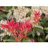Pieris 'Mountain Fire'  Pieris japonica 'Mountain Fire'