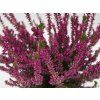 Calluna vulgaris Saphira (3)