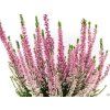 Calluna vulgaris Melina (4)