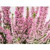 Calluna vulgaris Melina (3)