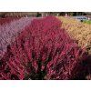 Calluna vulgaris Steffie (2)