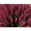 Calluna vulgaris Steffie (4)