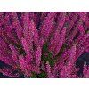 Calluna vulgaris Steffie