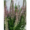Calluna vulgaris Myrtha (1)