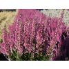 Calluna vulgaris Myrtha (2)