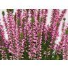 Calluna vulgaris Myrtha (1)