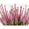 Calluna vulgaris Myrtha (3)