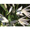 Bělozářka liliovitá - Anthericum liliago  Anthericum liliago