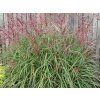 Ozdobnice čínská 'Nippon' - Miscanthus sinensis 'Nippon'  Miscanthus sinensis 'Nippon'