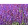 86486 szalwia omszona caradonna compact salvia nemorosa
