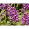 Čistec monieri 'Humello' - Stachys monieri 'Humello'  Stachys monieri 'Humello'