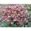 86651 5 cemerice hgc ice n roses rose helleborus hgc ice n roses rose