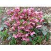 86651 6 cemerice hgc ice n roses rose helleborus hgc ice n roses rose