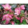 86651 3 cemerice hgc ice n roses rose helleborus hgc ice n roses rose