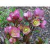 86651 1 cemerice hgc ice n roses rose helleborus hgc ice n roses rose