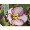 rosado