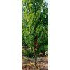 Nektarinka sloupovitá 'Alice'  Prunus persica 'Alice'