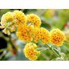 86789 5 sungold