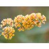 86789 6 buddleja sungold 1
