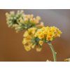 86789 7 sungold2