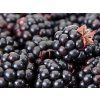 Ostružiník 'Thornless Evergreen'  Rubus fruticosus 'Thornless Evergreen'
