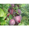 Švestka 'Kolonovidnaja' - k sloupovitému zapěstování  Prunus cerasifera 'Kolonovidnaja'