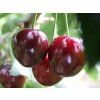 Třešeň 'Lapins'  Prunus avium 'Lapins'